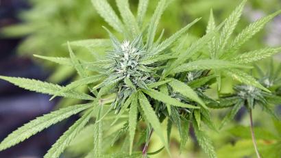 Bild: Georg Wendt/dpa
Endlich legal kiffen: Ab 1. April tritt das neue Cannabis-Gesetz in Kraft.