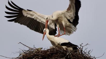 Bild: Hans Lenk/exb
Nicht nur Ausbesserungsarbeiten am Nest waren in den vergangenen Tagen zu sehen. Das Friedenfelser Storchenpaar zeigte auch Frühlingsgefühle.