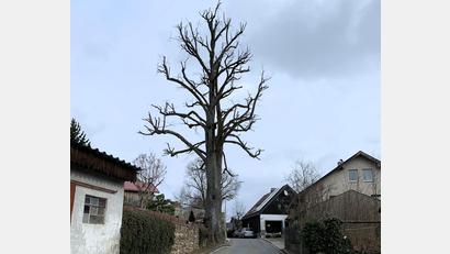 Bild: Stadt Schönsee, Nicole Rochelt/exb
Kein schöner Anblick, bis er wieder austreibt: Ein Baum „Am Graben“ nach Pflegearbeiten.