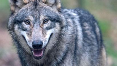Symbolbild: Boris Roessler/dpa
Einen eindeutigen Nachweis gibt es nicht. Dennoch könnte es ein Wolf gewesen sein, der kürzlich durch Arzberg streifte.