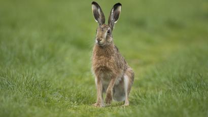 Bild: Rudolf Vornehm/exb
Die sogenannte Hasen-Apotheke aus vielen verschiedenen Wildkräutern und Gräsern ist Teil des vielfältigen Speiseplans eines Feldhasen.