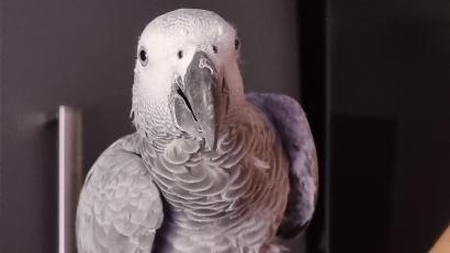 Bild: Maria Caly/exb
Graupapagei Sasha aus Sulzbach-Rosenberg ist seit dem 12. Februar verschwunden. Seine Familie gibt die Hoffnung nicht auf, dass er noch gefunden wird.