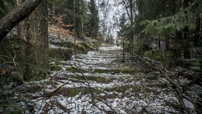 Bild: Rainer Viertlboeck
Über Jahrzehnte ist die Häftlingstreppe im früheren KZ-Steinbruch Flossenbürg zugewuchert. Über diese Stufen gingen Tausende Häftlinge tagein, tagaus, zu ihrem Arbeitsplatz, der für viele den Tod bedeutete. Wie die Treppe künftig präsentiert wird, ist eine der Fragen, die in den nächsten Jahren von der KZ-Gedenkstätte beantwortet werden müssen.