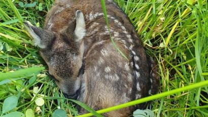 Bild: Susanne Kunisch
Ein Rehmutter versteckt ihre Kitze im hohen Gras. Hunde können trotzdem die Fährte aufnehmen und das Jungtier gefährden.