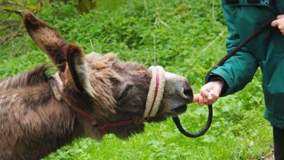 Bild: Andreas Drouve/dpa
Kleine Bestechung: Eine Karotte kann die Stimmung heben und die Tiere zum Weiterlaufen bewegen.