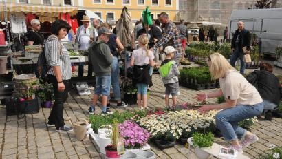 Bild: ge
Eine botanische Fundgrube war der Luitpoldplatz am Marktsonntag.