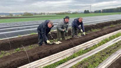 Bild: ihl
Um 7 Uhr, wenn es recht warm wird schon um 6 Uhr, beginnen die Spargelstecher mit der Ernte.