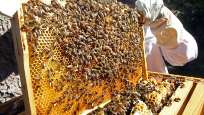 Symbolbild: Wolfgang Kumm/dpa
Eine Imkerin kontrolliert einen Rahmen eines Bienenstocks mit Bienenwaben. Die Insekten rücken immer mehr ins Visier Krimineller.