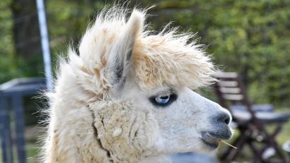 Bild: Petra Hartl
Die Raigeringer Alpakas unterstützen jetzt den dortigen Obst- und Gartenbauverein: Der Mist dieser Tiere gilt als einer der besten Dünger, die es gibt.