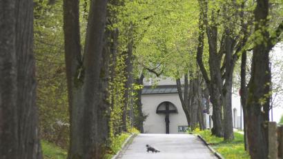 Bild: Gabi Schönberger
Anwohner der Felixallee fürchten um die Idylle, wenn in der Nachbarschaft Mehrfamilienhäuser entstehen. Wie die Klosterkirche am Ende der Straße in den Konflikt mit der Stadt verwickelt ist, stößt einigen Stadträten sauer auf.