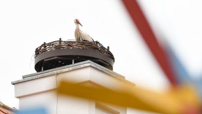 Bild: Petra Hartl
Da sitzt er, der Storch. Seit Mittwoch ist der Horst auf dem Dach des Bootshauses in Amberg offenbar besetzt mit einem Storchenpaar.