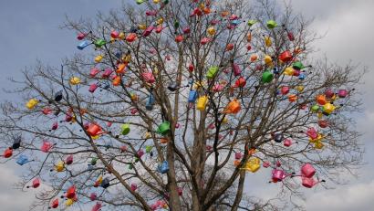 Bild: pop
Der Schmidmühlener Gießkannenbaum.