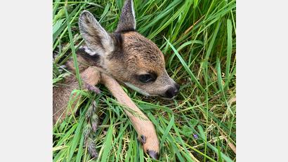 Bild: Donhauser/exb
Jäger und Landwirte müssen an einem Strang ziehen, um Rehkitze zu retten.