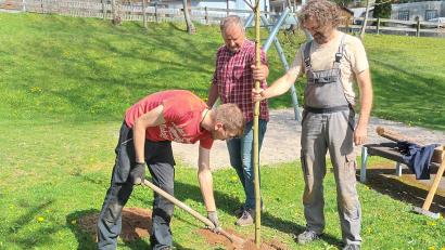 Bild: pi
Lukas Weig, Thomas Weig und Uli Weig (von links) setzen die neuen Bäume in die Erde.