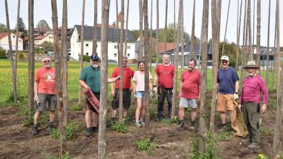 Bild: no
Gute Teamarbeit im Stangenwald: Ein kleiner Helferkreis des Gartenbauvereins Illschwang, darunter auch eine Dame, stellte die Hopfenstangen auf.