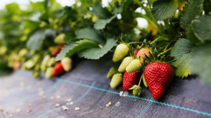 Bild: Philipp von Ditfurth/dpa/Archivbild
Reife und unreife Erdbeeren sind in einem Gewächshaus aus Folien und Gestänge.