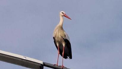 Bild: gis
Der Mehlmeiseler Storch gönnt sich mal eine kleine Auszeit.