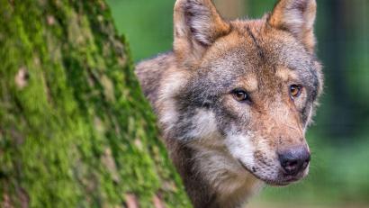 Bild: Lino Mirgeler/dpa
Ein Wolf schaut hinter einem Baum im Wildpark Poing hervor.