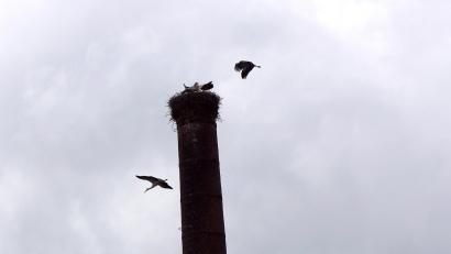 Bild: bkr
Fünf fremde Störche hatten es auf den Horst im Immenreuth abgesehen.