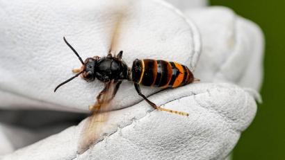 Bild: Axel Heimken/dpa
Über mögliche negative Folgen für die Bienenzucht durch die Asiatische Hornisse (Vespa velutina nigrithorax, Bild) informierten sich die Plößberger Imker.