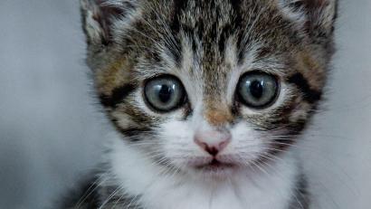Symbolbild: Axel Heimken
Erneut fand die Polizei in Schwandorf verwahrloste Katzen in einer Wohnung.
