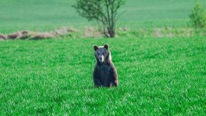 Bild: Jaroslav Slastan/Staatlicher Naturschutz der Slowakei/dpa
In den vergangenen Wochen wurden in der Slowakei mehrere Menschen bei unfreiwilligen Begegnungen mit Braunbären verletzt.