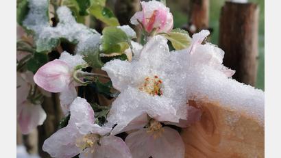 Bild: Gertraud Portner
Sie können einem leid tun, die Blüten im Schnee, gesehen in Oberviechtach. Viele Pflanzen sind aber robuster als man denkt.