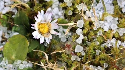 Archivbild: Karl-Josef Hildenbrand/dpa
Im April sind auch Graupel und Schnee nicht auszuschließen.