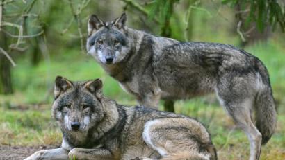 Symbolbild: Patrick Pleul/dpa
Zwei Wölfe sind im Gehege in einem Wildpark zu sehen. Gewebeproben von zwei toten Tieren, die im Landkreis Schwandorf entdeckt worden sind, sind mittlerweile analysiert.