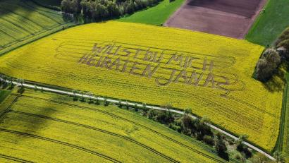 Bild: Nadine Weigel/dpa
"Willst Du mich heiraten, Jana?", steht in einem Rettichfeld bei Rauschenberg im Landkreis Marburg-Biedenkopf.