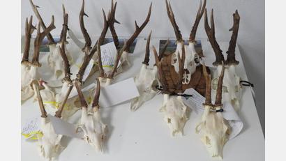 Bild: adj
Gehörne und Geweihe werden bei der Hegeschau des Jagdverbandes, Kreis Weiden-Neustadt, gezeigt und auch bewertet.