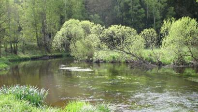 Bild: Dr. Gudrun Mühlhofer/exb
Die Pfreimd mit ihrer flutenden Wasservegetation liegt im Fauna-Flora-Habitat-Gebiet "Pfreimd Loisbach".