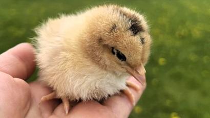 Bild: Heike Suchanek/exb
Solche und andere kleine Federknäulchen vieler unterschiedlicher Rassen gab es beim Kükenmarkt des Kleintierzuchtvereins Waldsassen zu sehen und zu kaufen.