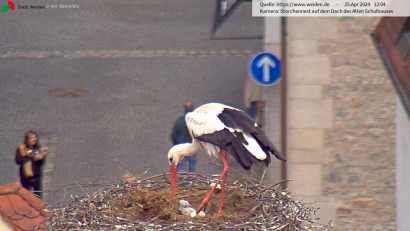 Bild: Storchen-Webcam der Stadt Weiden / exb
Grau, winzig und zuckersüß: In der Weidener Altstadt sind am Donnerstag zwei Storchenbabys geschlüpft.