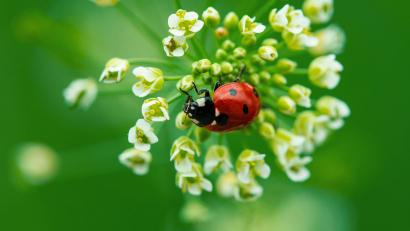 Symbolbild: Dominik Neudecker – stock.adobe.com
Marienkäfer fressen ungeliebte Blattläuse. Um die gepunkteten Käfer in seinen Garten zu locken, sollten dort Schafgarbe, Ringelblume oder Kornblumen wachsen. Auch natürlich gehaltene Wiesenflächen sind ihr bevorzugter Lebensraum.