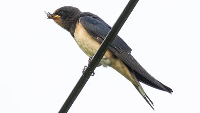 Bild: Norbert Vetter
Junge Rauchschwalbe mit Beute: Schwalben ernähren sich von Fluginsekten aller Art.