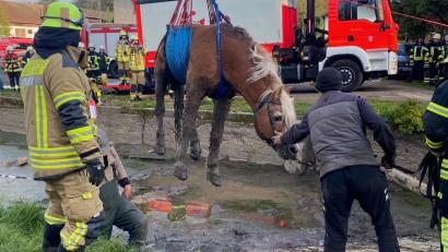 Bild: Richard Richter
Mithilfe eines speziellen Hebegeschirrs wurde das Pferd aus einem Zulaufkanal gehoben.