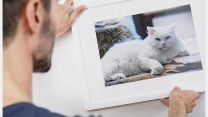 Symbolbild:  Christin Klose/dpa
Kleine Katzengalerie gefällig? Wer die Lieblingsfotos nicht in den schier unendlichen Weiten heutiger Festplatten versenken will, kann sich die schönsten Motive als Wandschmuck gestalten.