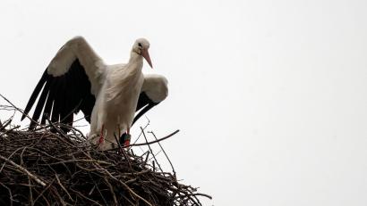 Symbolbild: Pia Bayer/dpa
Vielleicht kann man schon bald beim Spaziergang in Schönsee an der Alten Säge Störche beobachten.