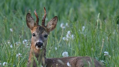 Symbolbild: Patrick Pleul/dpa
Ein Rehbock verfing sich in Oberfranken im Netz eines Fußballtores.