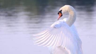 Symbolbild: David Young/dpa
Ein Schwan attackierte das Glas einer Eingangstüre in Sulzbach-Rosenberg.