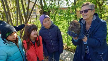 Bild: bl
Wenige Tage bevor sie ausgewildert wird, haben die Schüler in der Grundschule Dieterskirchen noch Gelegenheit, die Igel-Dame Cassandra zu treffen. Lisa Ruder kontrolliert, ob das Tier fit genug für ein Leben in Freiheit ist.