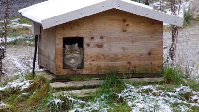 Bild: Wildpark Mehlmeisel/exb
Die Wildkatzen sind zurück im Wildpark Mehlmeisel.