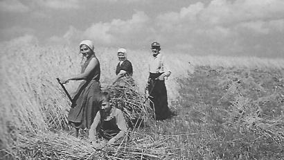 Bild: Jakob Bayerschmidt/exb
Der frühere Pfarrer Jakob Bayerschmidt fotografierte die Familie Pirkl aus Edelsfeld beim Kornmähen ohne die Hilfe von Maschinen.