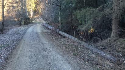 Bild: fla
Die Anlieger wurden bereits zweimal aufgefordert, den Weg von Ästen, Bäumen und Holzmaterial zu säubern.
