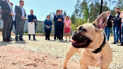 Bild: Gabi Schönberger
Hund Emma läuft auf der planierten Schotterfläche in der Schustermooslohe 96 in Weiden herum. Dort soll noch heuer das neue Tierheim gebaut werden.