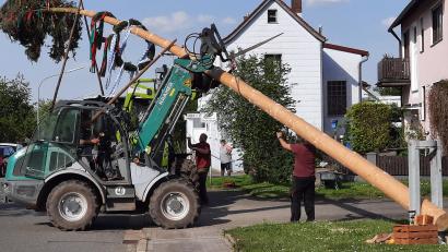 Bild: R. Kreuzer
Mit einem Traktor sichern Mitglieder den Maibaum, mit acht Schwalben hoben Männer den Baum in die Höhe, der nun zum 60-jährigen Jubiläum auf der Dorfwiese stehen bleibt.