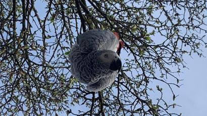 Bild: upl
Georgi, oder besser "Tschortschi", treibt gern Schabernack. Der Graupapagei hat zusammen mit seinem Weibchen Resi die Ammersrichter Kirwa besucht.
