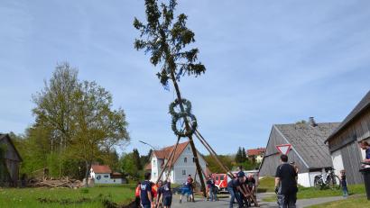Bild: gi
Die Feuerwehr Burgtreswitz stellt ihren Maibaum auf, der mit zwei Kränzen und blau-weißen Bändern geschmückt ist.