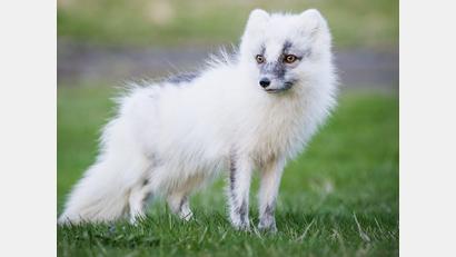 Bild: Visit Iceland/dpa
Polarfuchs mit weißem Fell, wie man ihn sich allgemein hin vorstellt.